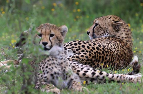 Ngorongoro Conservation Area